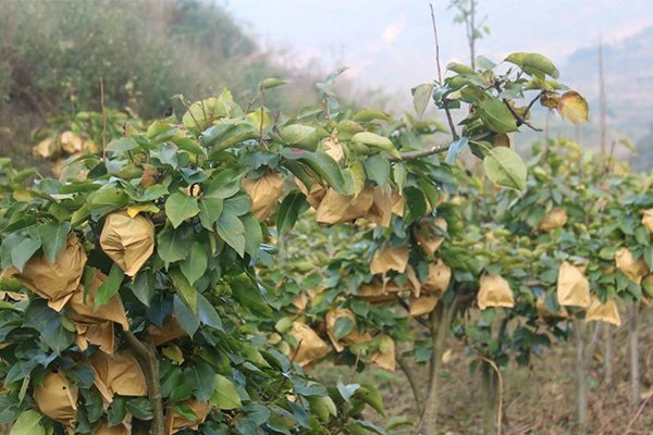 Pear Growing Bags