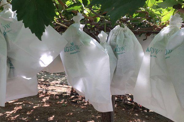 Vineyard Grape Growing Bags