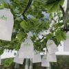 AGROW Quality Grape Protection Paper Bags