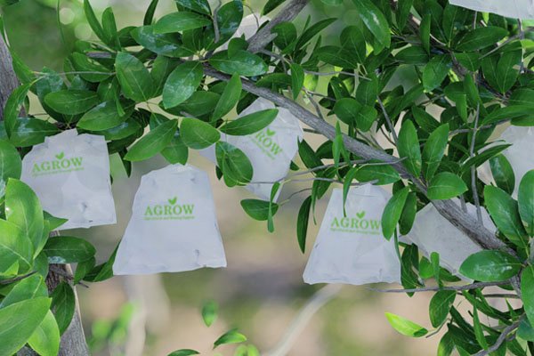 Citrus Growing Bags