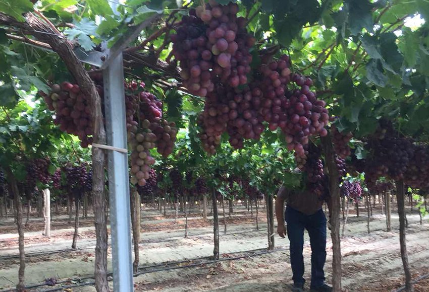 Vineyard Trellis Systems