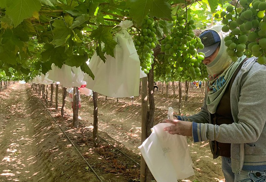 Vineyard and Grape Bagging