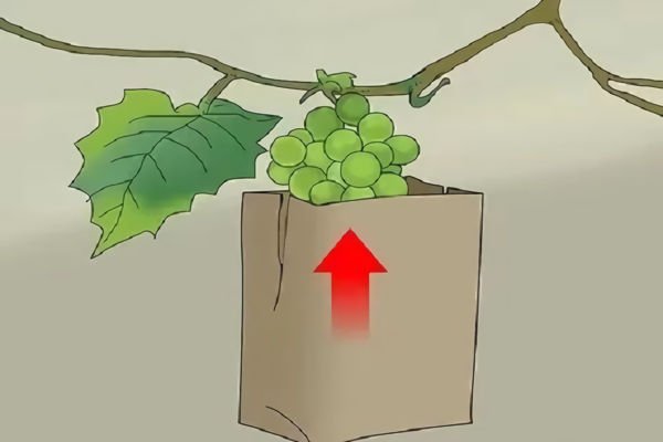 Choose the right fruit bag Preparation before grape bagging
