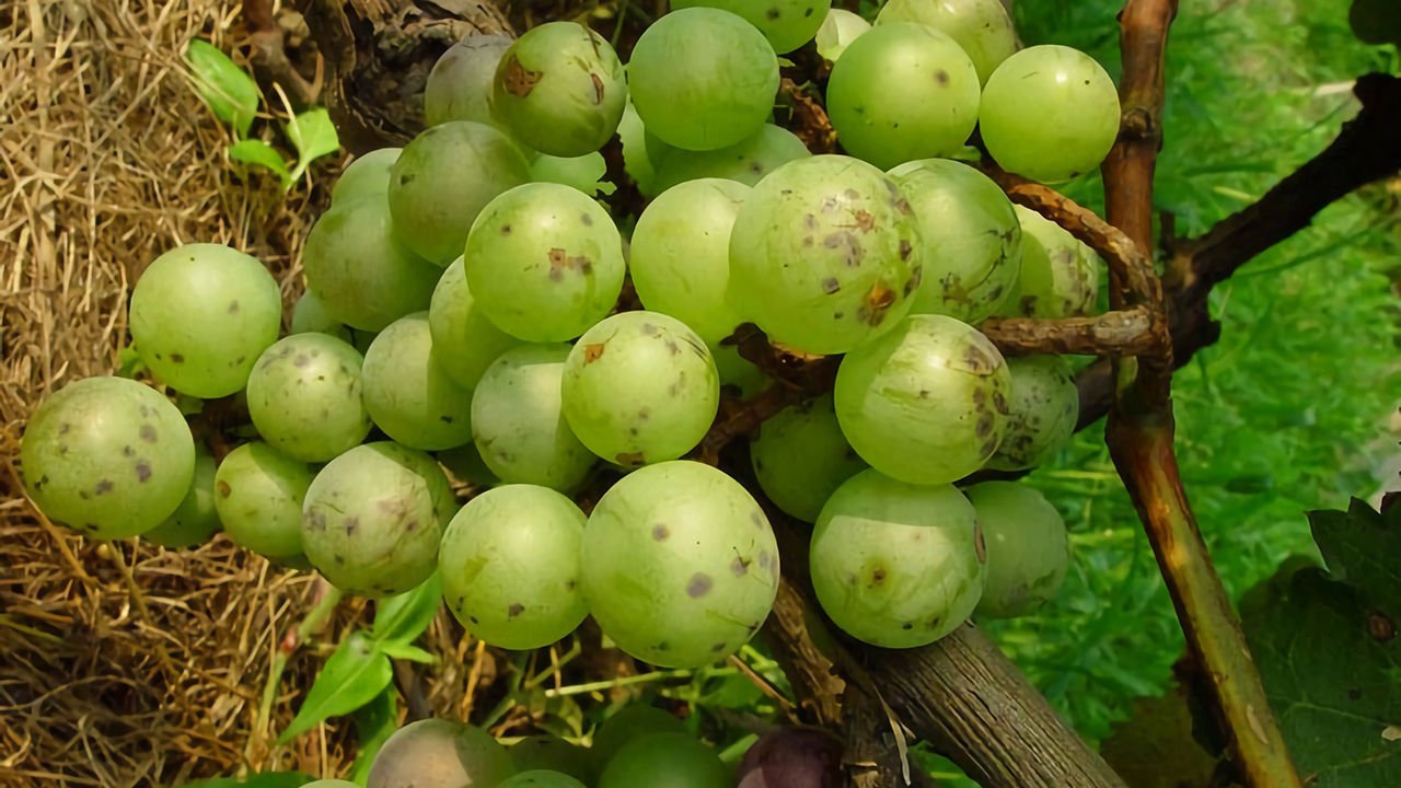 Grape Protection 5 Grapevine Anthracnose