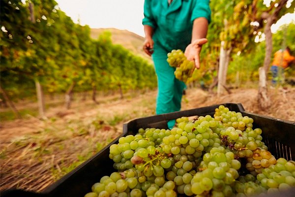 High-yield grape harvest