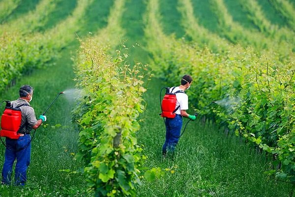 Spraying Pesticides To Protect The Orchard Spraying Pesticides To Protect The Orchard