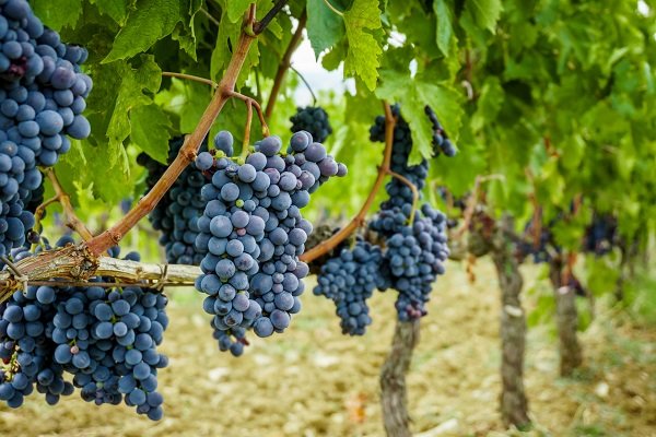 The grape growing bag makes the surface of the grape smooth and clean The grape growing bag makes the surface of the grape smooth and clean
