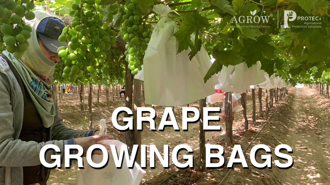 AGROW Protect+ Grape Growing Bags Features