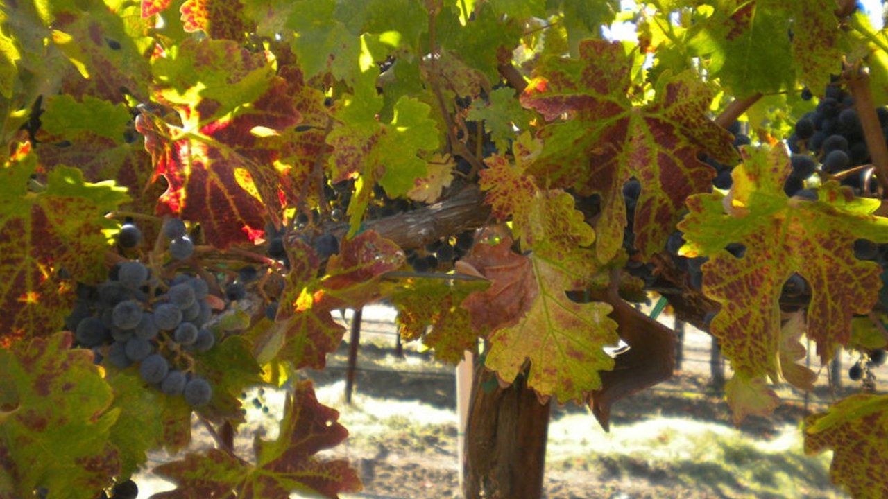 Grapevine Disease Management