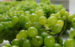 Chile grape fruit and vegetable quarantine