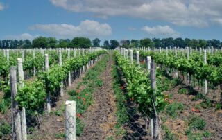 Northwest Michigan Orchard and Vineyard