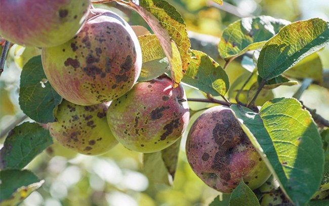 Apple pests and diseases