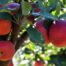 Four tips to prevent apples from rotting after bagging