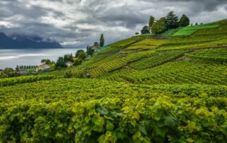 Can grapes be bagged in rainy days and matters needing attention