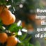 Citrus Growing - How to improve the quality of citrus