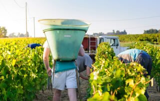 Returns on table grapes in Australia are expected to be higher in 2022