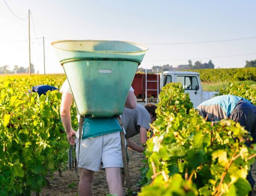 Returns on table grapes in Australia are expected to be higher in 2022