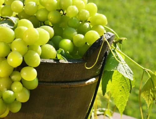 2022 Peru table grape harvest complete