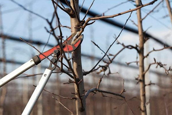 Do a good job pruning the orchard