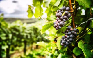 Exports of Australian table grapes to Vietnam