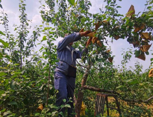Which fruits need bagging, and the advantages and disadvantages of fruit bagging