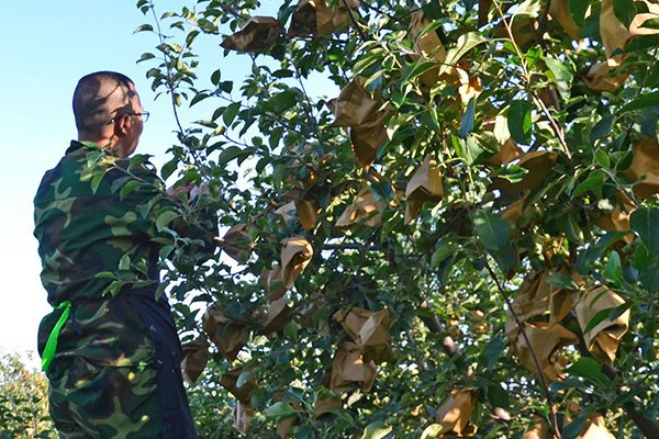 the labor cost of fruit bagging