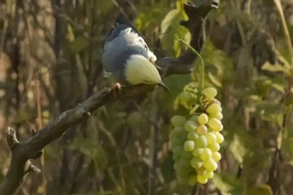 Prevent birds from stealing