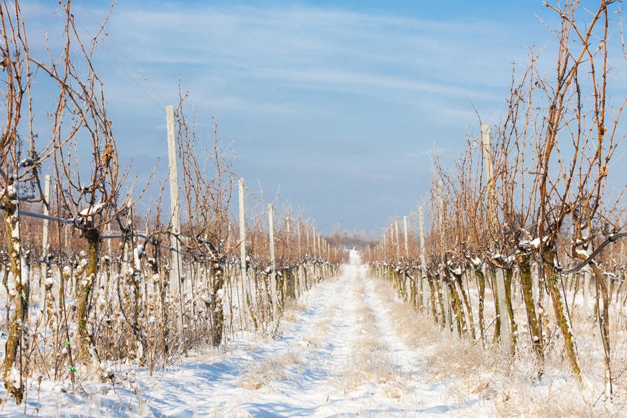 Characteristics and Management of Grape Trees during Dormancy