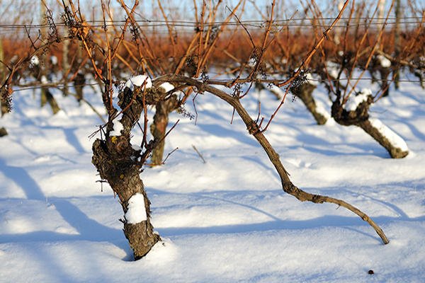 Featrues of grape dormant period