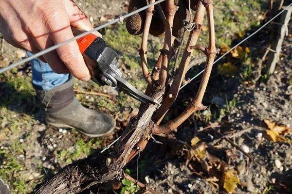 Pruning and management of vineyards