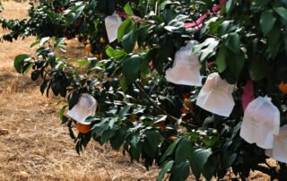 The recognition and influence of fruit bagging in East Asia