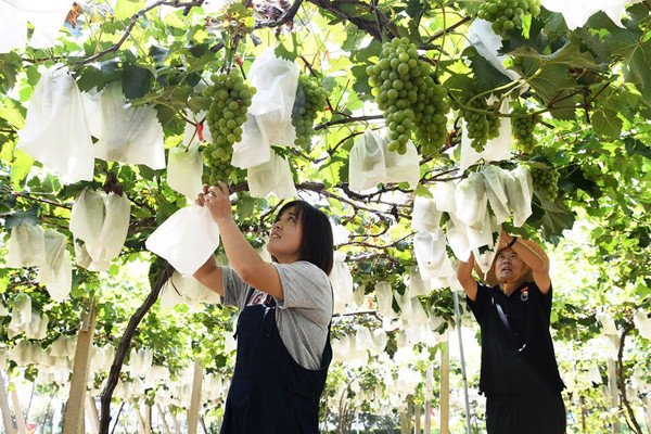 farmer using fruit bags