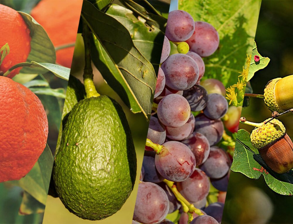 January 2025: Fruit Industry Trends And Highlights – Early - AGROW-TEK