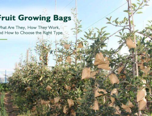 Which fruits need bagging, and the advantages and disadvantages of fruit bagging 1 Fruit Growing Bags: What They Are, How They Work, and How to Choose the Right Type