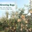 Fruit Growing Bags Types, Sizes, and 8 Buying Criteria