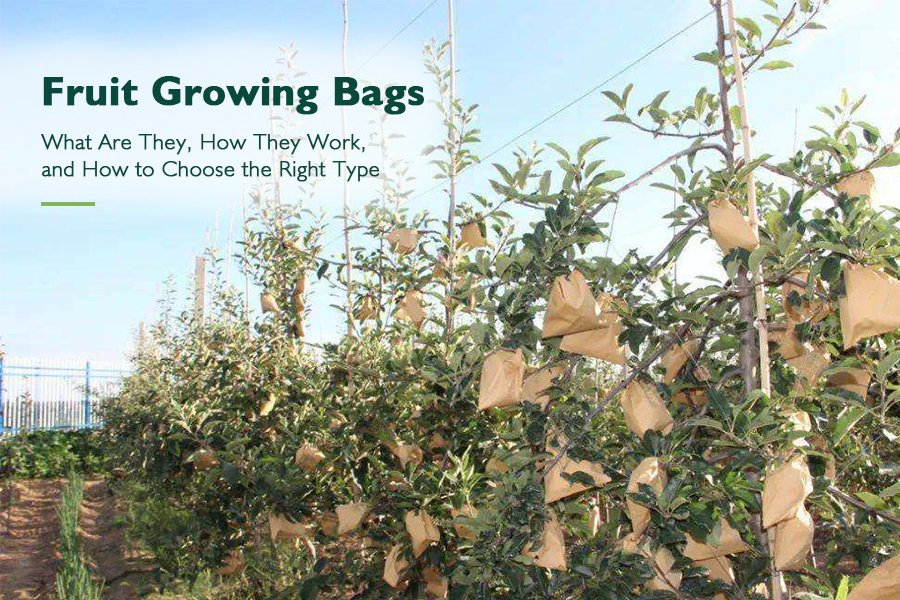 Home 29 Fruit Growing Bags Types, Sizes, and 8 Buying Criteria